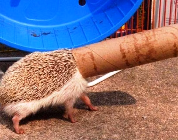 Lầm tưởng lõi giấy là đường hầm, nhím gai háo hức chui qua, tưởng được chơi trò vượt chướng ngại vật, ai dè cố sức cũng chỉ qua được cái đầu, trở thành trò cười cho người khác. (Theo L25)