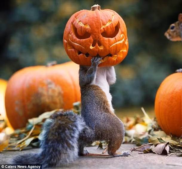 Ham hố những chiếc kẹo đặt trong quả bí ngô, con sóc nghịch ngợm mắc kẹt trong quả bí ngô điêu khắc mặt quỷ trông rất dọa người. (Theo L25)