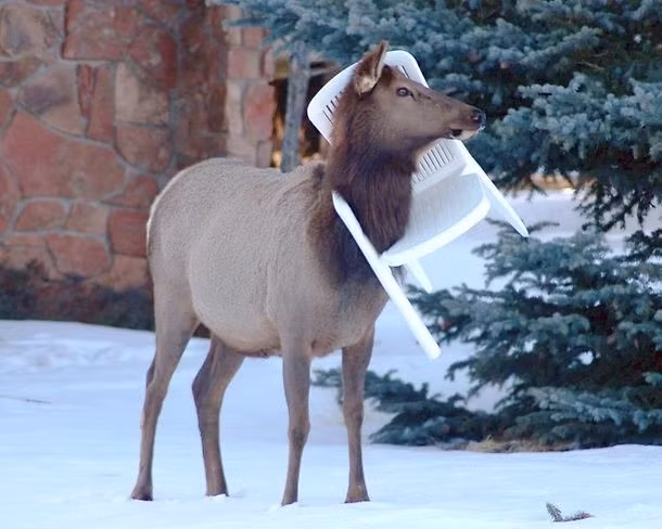 Sử dụng ghế sau mục đích, con vật ngốc nghếch này đành đứng trước cổng mong ngóng chủ về giải cứu. (Theo L25)