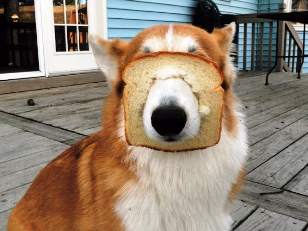 Xấu hổ vì tính tham ăn để đến nỗi bị "khóa mõm" bởi một lát bánh mỳ gối, chú chó này thậm chí không buồn dùng tay gỡ bánh mỳ. (Theo L25)