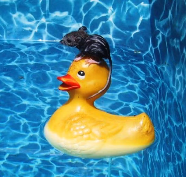 Học đòi bơi lội, cuối cùng chú chuột con chỉ có thể run rẩy ngồi nhờ trên người bạn vịt cao su, mong rằng sẽ sớm được vào bờ. (Theo L25)