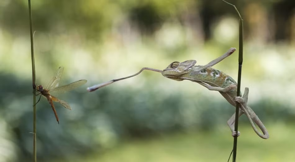 Chiếc lưỡi dài được phóng chính xác về con chuồn chuồn tội nghiệp. (Theo Sina)