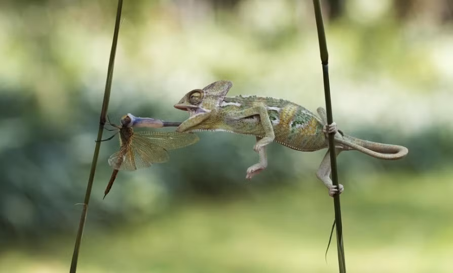 Bị lưỡi tắc kè hoa chụp trúng đầu, chuồn chuồn đáng thương đã không còn đường sống. (Theo Sina)