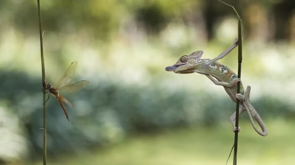 Tắc kè phóng lưỡi bắt mồi là chiêu săn mồi đã trở nên nổi tiếng của loài bò sát nhỏ nhắn này. (Theo Sina)