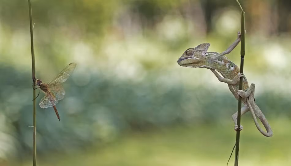 Trong thời gian khám phá hệ sinh thái ở một khu rừng thuộc Jakarta, Indonesia, nhiếp ảnh gia Erni Wijaya bắt được khoảnh khắc ngoạn mục khi tắc kè nhai nát đầu chuồn chuồn đầy kinh hãi. (Theo Sina)