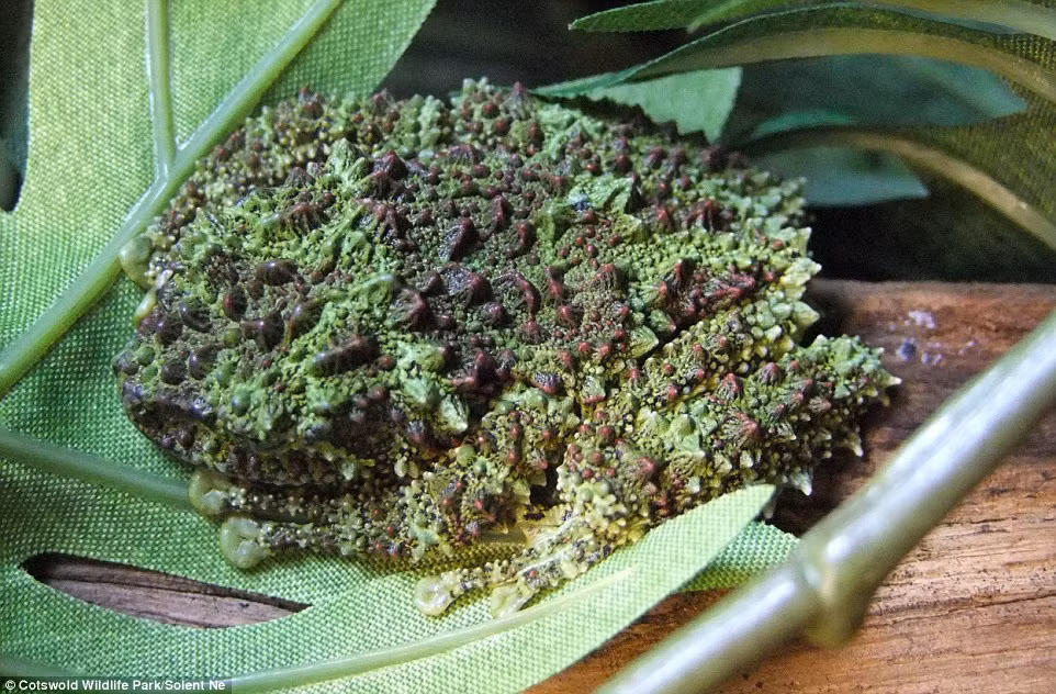 Được phát hiện ở những sườn núi dốc của miền Bắc Việt Nam, do ẩn thân quá kỹ, loài ếch này ít được chú ý, ở ngoài tầm nghiên cứu của các nhà khoa học trong nhiều thập kỷ, chính vì vậy có rất ít thông tin về loài này trong tự nhiên. Chúng cũng là loài bị đe dọa tuyệt chủng ở Việt Nam do ngày càng bị thu hẹp môi trường sống.