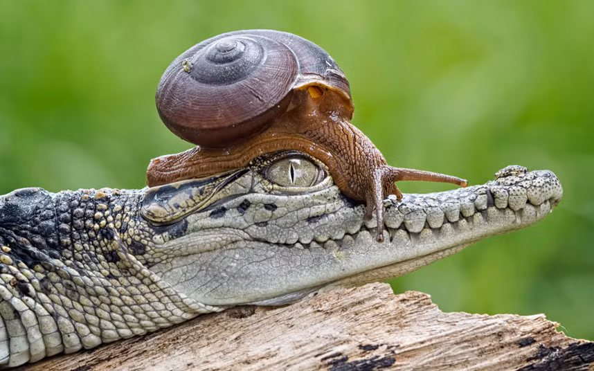 Thậm chí ngay cả một con ốc sên hiền lành chậm chạp cũng có gan đè đầu cưỡi cổ cá sấu. (Nguồn Reddit)