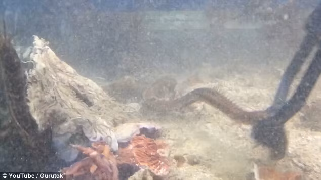 Theo các nhà khoa học đây là một con sâu Bobbit, có tên khoa học là Eunice aphroditois, là một loài giun săn mồi, động vật thủy sinh thuộc lớp Polychaete cư trú ở đáy đại dương.