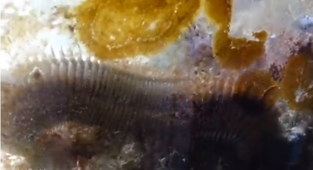 Có nguồn gốc từ ngoài khơi những vùng biển của Indonesia và Philippines, không ai rõ tại sao loài giun khổng lồ này lọt vào trong bể cá nhà Gurutek và sống sót mà không bị chủ nhà phát hiện trong thời gian dài.