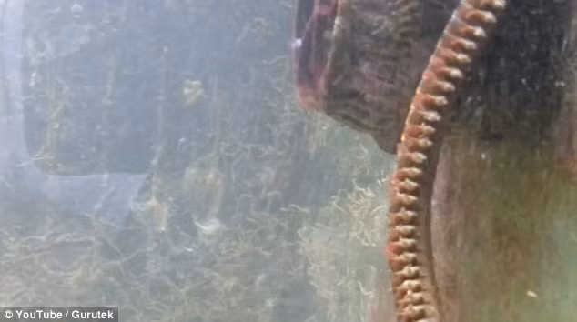 Loài giun kỳ lạ này luôn ẩn giấu cơ thể dài hàng mét của nó dưới đáy dại dương được bao phủ bởi sỏi, bùn hoặc san hô. Nó sử dụng năm chiếc râu trên đầu của mình như những chiếc ăng ten thu phát tín hiệu, dò tìm và tấn công con mồi đến gần. Với cách săn mồi phục kích, ăn cả cá và san hô, loài này được xem là động vật ăn tạp.