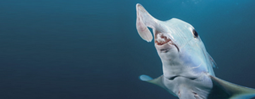 Còn được gọi là cá mập voi, loài cá này sử dụng chiếc mũi mềm, dài của mình sục vào trong cát, lùa những sinh vật nhỏ bé dưới đáy biển ra khỏi chỗ trú ẩn và săn giết.