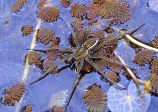 Đây là loài nhện đặc hữu của Australia, chỉ được tìm thấy tại dòng chảy nước ngọt ở quanh Brisbane, thuộc bang Queenland, Australia. Theo thông tin đăng tải, loài nhện Dolomedes briangreenei được đặt theo tên của giáo sư Brian Greene, giáo sư vật lý và toán học của Đại học Columbia, người đồng sáng lập Lễ hội khoa học thế giới nên loài nhện này còn được gọi ngắn gọn hơn là nhện Brian khổng lồ.