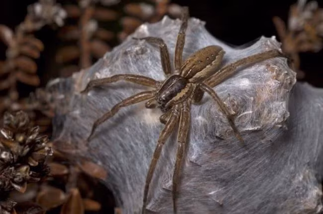 Có kích thước khổng lồ, to gần bằng bàn tay con người nhưng nhờ khả năng sử dụng những đôi chân dài một cách linh hoạt, tốc độ di chuyển của nhện Brian khổng lồ rất đáng nể. Đặc biệt nhện Brian khổng lồ có khả năng bơi lội, lướt đi trên mặt nước cực đỉnh.