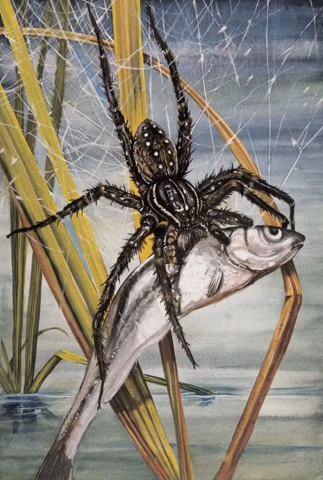 Nhờ công phu bơi lội, lướt trên nước bậc thầy mà nhện Brian khổng lồ còn là một thợ săn cá cừ khôi. Chúng cảm nhận các tần sóng thay đổi qua những sợi lông chân và kết hợp cảm nhận đó với những xung động trên bề mặt nước để định vị con mồi.