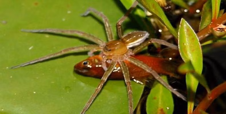 Tuy vậy, trong thực tế, nhện Brian khổng lồ có thể ăn tươi nuốt sống một con cóc mía có kích thước to gấp 3 lần nó. Rất may, loài nhện này có tên trong danh sách sát thủ động vật nhưng lại không gây hại cho con người.