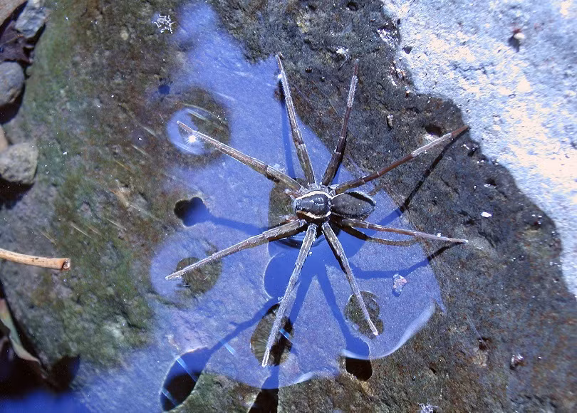 Can canh nhen khong lo biet boi, gioi san ca