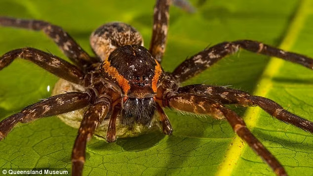 Robert Raven, nhà khoa học chuyên nghiên cứu về nhện tại Bảo tàng Queensland, Australia cho biết mình đã bị nhện Brian khổng lồ cắn nhưng không có gì đặc biệt nguy hiểm xảy ra.