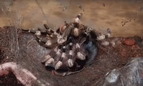 Bắt đầu từ phần lưng, sau đó là những cái chân lông lá thò ra ngoài, dứt khoát xé bỏ lớp da cũ.