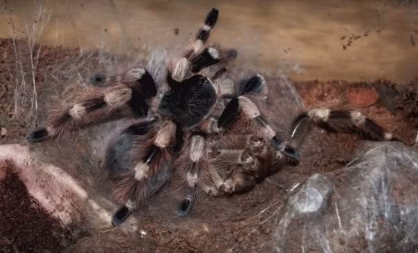 Sau khi hoàn thành quá trình lột xác, nhện Tarantula dẫm đạp lên vỏ xác của chính mình và bình tĩnh rời bỏ khu vực đô để tĩnh dưỡng.