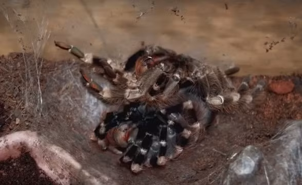 Cả quá trình lột xác diễn ra cẩn trọng trong vòng hai tiếng đồng hồ.