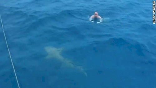 11. Cá mập trắng lớn, không giống như cá voi, cá mập trắng lớn thực sự là một hung thần đại dương, chúng yêu thích mọi loại thịt trên thế giới và không hề né tránh chuyện tấn công con người. Trong thực tế, chúng tấn công con người 5-10 lần trong một năm.