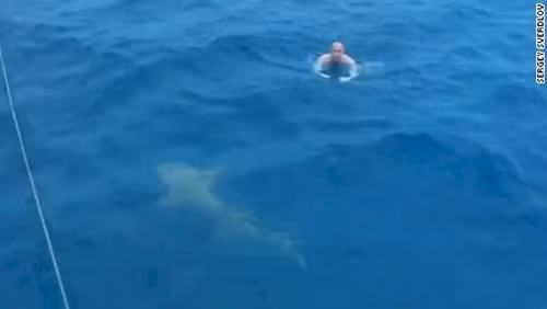 11. Cá mập trắng lớn, không giống như cá voi, cá mập trắng lớn thực sự là một hung thần đại dương, chúng yêu thích mọi loại thịt trên thế giới và không hề né tránh chuyện tấn công con người. Trong thực tế, chúng tấn công con người 5-10 lần trong một năm.