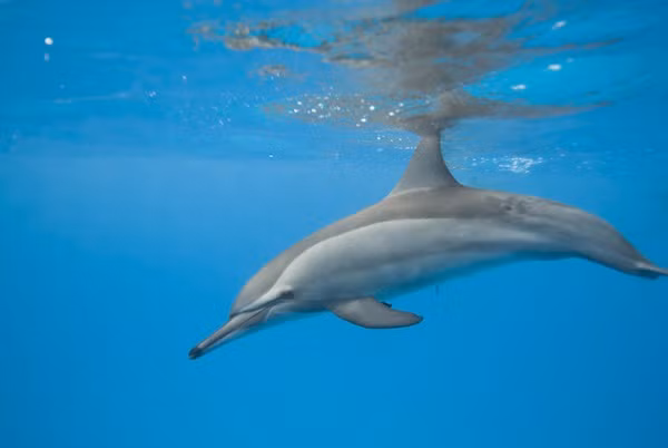 Mới đây, xác một con cá heo quý hiếm dạt vào bờ ở Thanh Hóa đã gây xôn xao dư luận. Qua xác định ban đầu, con cá heo này thuộc loài cá heo mõm dài, là loài cá heo nằm trong danh mục các loài thủy hải sản quý hiếm của Việt Nam. (Theo Dolphinsworld)