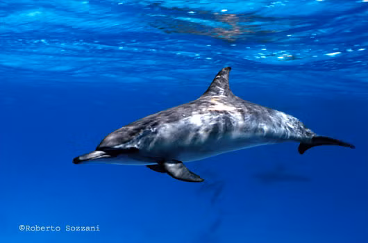 Cá heo mõm dài được xem là một trong những loài cá heo có đời sống tình dục phóng túng, bừa bãi. Chúng không chung thủy mà thay đổi bạn tình vài tuần một lần. (Ảnh Roberto Sozzani)