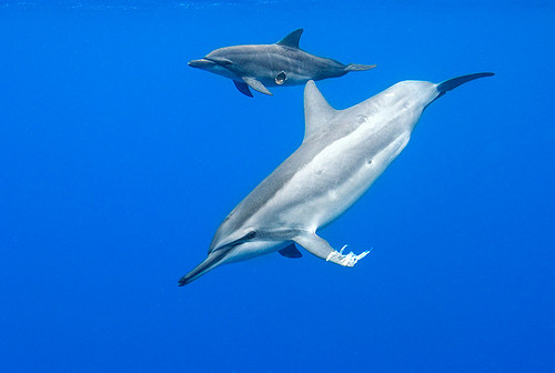 Để trưởng thành, thông thường con cái cần đến khoảng thời gian từ 4 - 7 năm, trong khi đó con đực có quãng thời gian trưởng thành dài gần gấp đôi, từ 7 - 10 năm. (Theo Seapics)