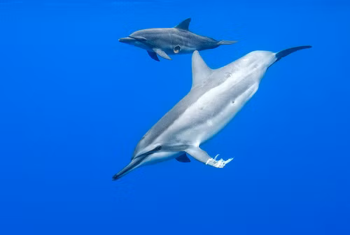 Để trưởng thành, thông thường con cái cần đến khoảng thời gian từ 4 - 7 năm, trong khi đó con đực có quãng thời gian trưởng thành dài gần gấp đôi, từ 7 - 10 năm. (Theo Seapics)