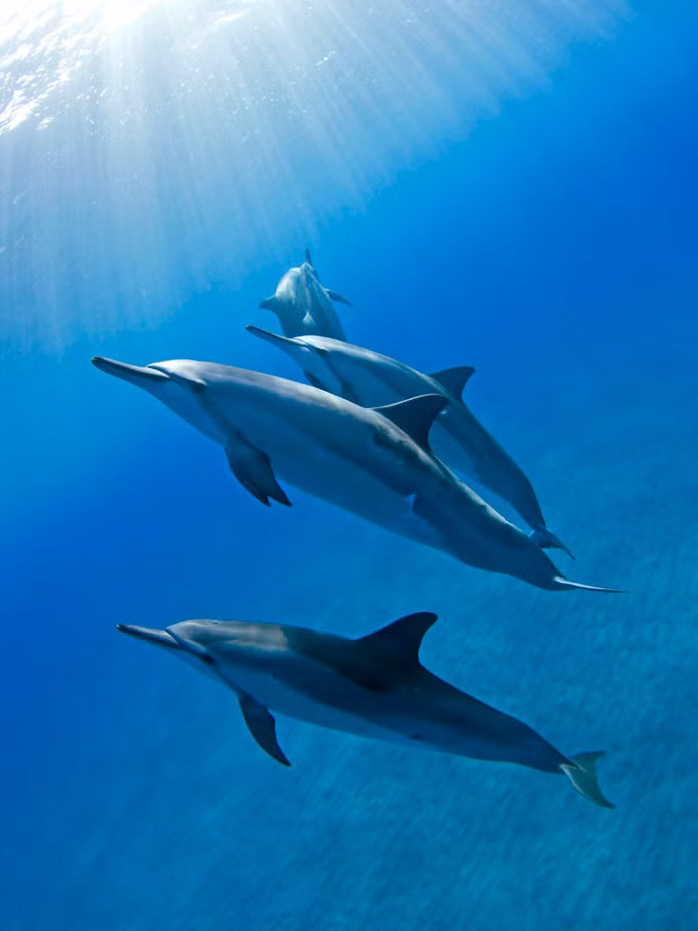 Còn được gọi là cá heo Spiner Hawaii, khu vực sinh sống của loài cá heo quý hiếm này nằm ở trung tâm Thái Bình Dương, quanh Hawaii nhưng thi thoảng người ta cũng tìm thấy chúng ở một số đại dương khác với số lượng ít ỏi. (Theo Bodiver)