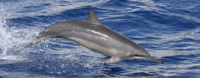 Chúng săn mồi về đêm và ăn chủ yếu là nhỏ là những loài động vật nhỏ như cá, mực, tôm, có thể lặn sâu từ 200 - 300m để tìm kiếm thức ăn. (Theo Uswhales)