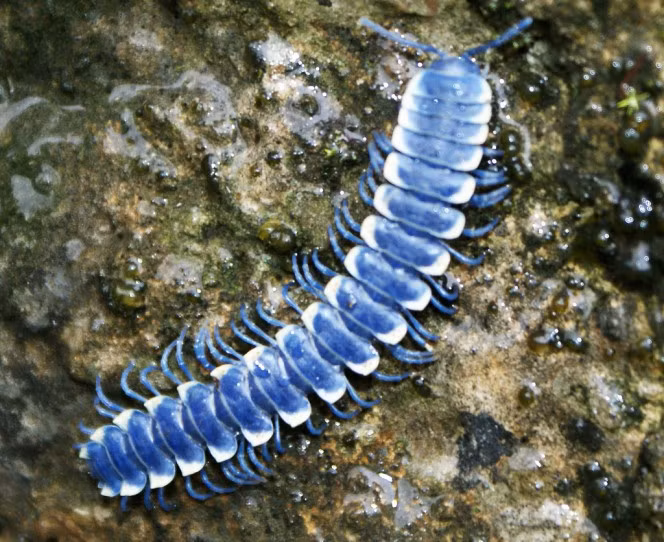 Sâu Polydesmid blue millipede có chứa nọc độc, đủ để khiến kẻ cả gan dám làm phiền nó phải trả giá vô cùng đắt. (Theo Boredom Therapy)