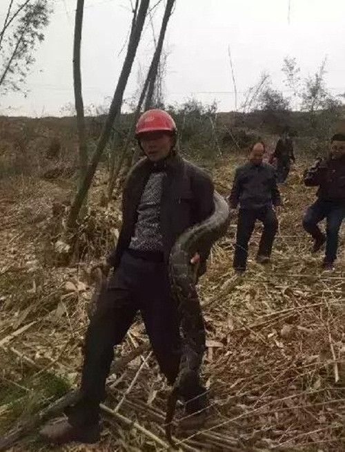 Sau khi được đưa ra ngoài, kích thước của con mãng xà khổng lồ khiến nhiều người sửng sốt, hoảng sợ vì quá to. Được các chuyên gia thẩm định, con quái thú này thuộc loài trăn quý hiếm, được bảo vệ ở cấp độ quốc gia, dài 3,7m và nặng 46kg, đường kính thân là 12cm. (Nguồn: Sina)