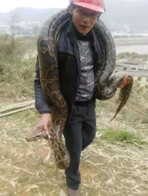 Đồng thời, cảnh sát cũng khuyến cáo, khi phát hiện những động vật khổng lồ nguy hiểm như con trăn này, phải gọi điện ngay cho cảnh sát, các cơ quan chức năng để các chuyên gia kịp thời xử lý, tuyệt đối không tự ý xử lý tình huống, có thể gây thương tổn cho bản thân hoặc động vật, cũng không được mua bán trái phép, nếu không sẽ bị bắt giữ. (Nguồn: Sina)