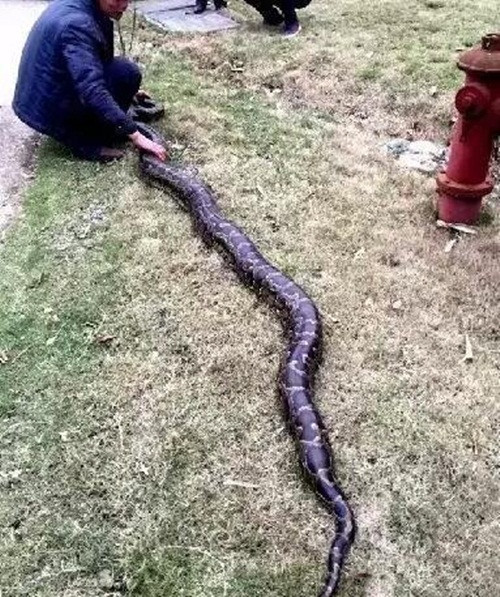 Khống chế con trăn thành tinh 100 tuổi thành công, cảnh sát địa phương kiểm tra đã tổng thể, không tìm thấy thương tổn đáng kể và dự kiến con trăn khổng lồ này sẽ được trả về thiên nhiên ở một vùng núi hoang, xa dân cư. (Nguồn: Sina)