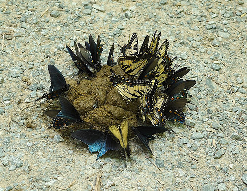 Không chỉ có thế, những con bướm tuyệt đẹp này còn... ăn cả phân. Thực ra chúng hút chất dinh dưỡng có trong phân và tất cả những nguồn dinh dưỡng có sẵn mà chúng tìm được. (Theo Boredom Therapy)