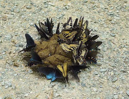 Không chỉ có thế, những con bướm tuyệt đẹp này còn... ăn cả phân. Thực ra chúng hút chất dinh dưỡng có trong phân và tất cả những nguồn dinh dưỡng có sẵn mà chúng tìm được. (Theo Boredom Therapy)