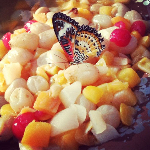 Natri và glucose cũng được tìm thấy trong trái cây, cũng là một loại thức ăn ưa thích của những con bướm. (Theo Boredom Therapy)