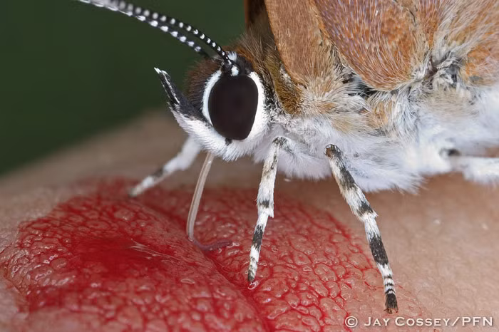 Máu đồng thời cũng chứa một lượng đáng kể natri và glucose, hai chất dinh dưỡng cần thiết cho hầu hết các loài bướm. Chính vì vậy, để không mất công tìm kiếm những nguồn dinh dưỡng khác, bướm hút máu. (Theo Boredom Therapy)