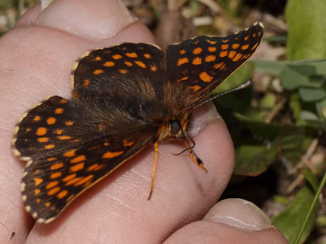 Tất nhiên, không có một loài bướm nào có khả năng gây thương tổn đến mức con người phải đổ máu nhưng nếu bạn có một vết thương hở không thể cầm máu, bạn sẽ thấy những con bướm đáng sợ như thế nào. (Theo Boredom Therapy)