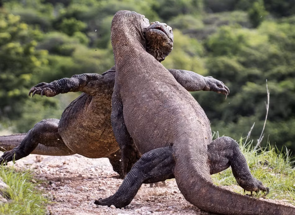 Nhiếp ảnh gia Julia Sundukova gọi đây là trận chiến hoàng gia của rồng Komodo bởi cô suy đoán, có lẽ hai con rồng khổng lồ này kịch chiến để giành vương quyền.
