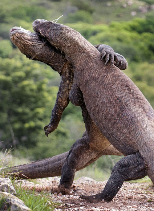 Tuy vậy, trận chiến bất phân thắng bại khi cả hai con rồng khổng lồ đều ngang sức ngang tài. Trận chiến chỉ đổ "nước bọt" bởi những cú hất đầu mạnh mẽ chứ không hề đổ máu.