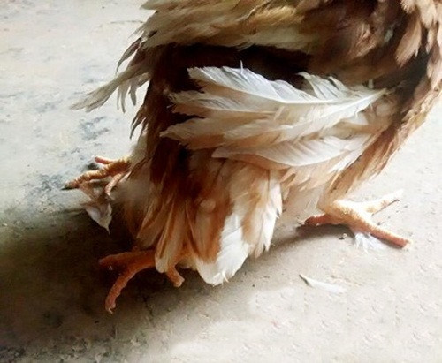 Về phía gia đình bà Chu, bà nói sẽ không ăn thịt con gà này, chủ yếu là bởi vì nó đang còn quá nhỏ, không phải vì những tin đồn vô căn cứ xung quanh con gà đặc biệt này.