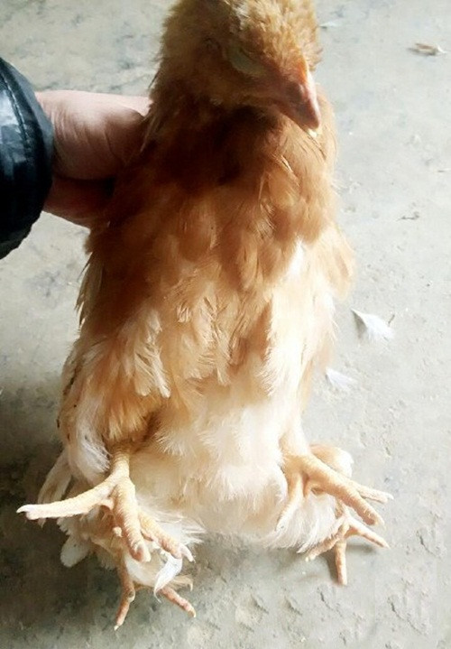 Con người vẫn có thể giết thịt nó bình thường, thịt của nó không khác gì thịt gà bình thường, không gây hại cho con người.