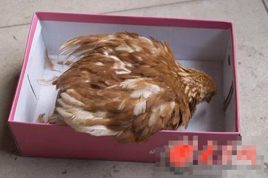 Vì bị đổ cho tiếng ác là gà yêu quái, gà thành tinh mới mọc bốn chân, con gà bị nhiều người xông tới, vật ngược vật xuôi để xem xét kỹ lưỡng.