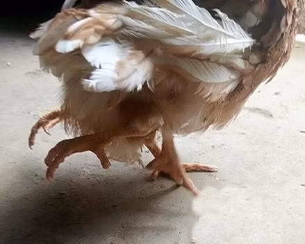 Mới đây, gia đình bà Chu ở khu Mẫu Đan, Hà Trạch thuộc tỉnh Sơn Đông, Trung Quốc đã phải đón tiếp rất nhiều người liên tục kéo đến nhà mình để xem con gà yêu quái mọc bốn chân vô cùng kỳ lạ mà gia đình bà mua được.