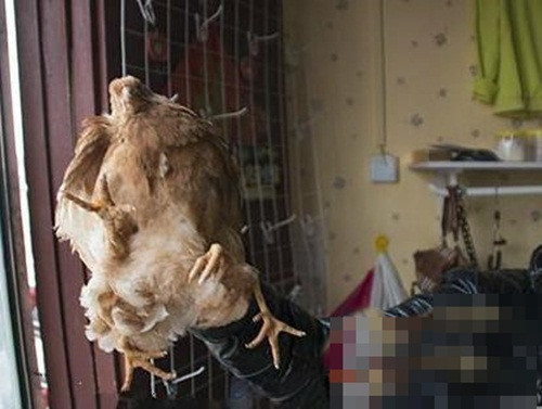 Theo ông Thái Trung Phong, cán bộ cục chăn nuôi địa phương, con gà bốn chân này không phải là gà yêu tinh hay yêu quái theo mê tín của nhiều người. Nó chỉ là một con gà đột biến, bị dị tật mọc thừa chân.