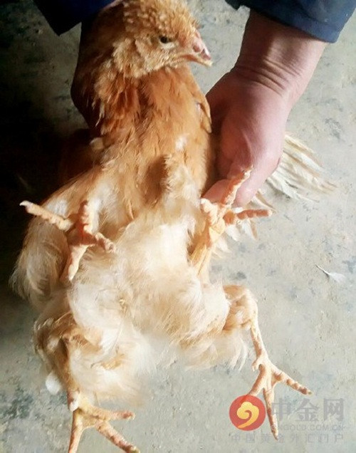 Tuy vậy, vẫn có những lời đồn thổi rằng nếu giết thịt con gà bốn chân hiếm thấy này, gia chủ sẽ gặp xui xẻo.