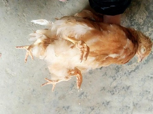 Cận cảnh con gà bốn chân kỳ lạ gây xôn xao dư luận.